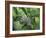 Japanese Kite Butterflies Mating, Florida, USA-Nancy Rotenberg-Framed Photographic Print