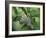 Japanese Kite Butterflies Mating, Florida, USA-Nancy Rotenberg-Framed Photographic Print