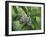 Japanese Kite Butterflies Mating, Florida, USA-Nancy Rotenberg-Framed Photographic Print