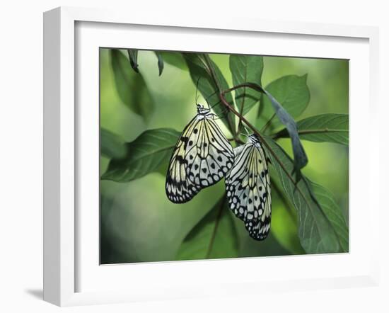 Japanese Kite Butterflies Mating, Florida, USA-Nancy Rotenberg-Framed Photographic Print