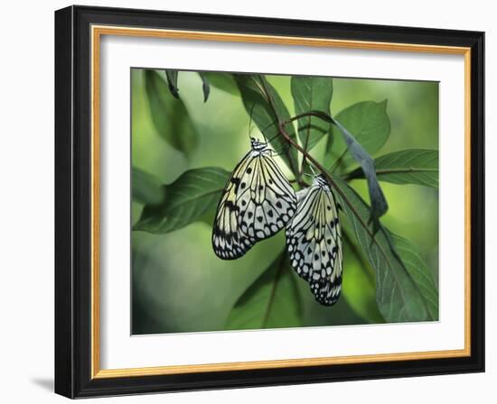 Japanese Kite Butterflies Mating, Florida, USA-Nancy Rotenberg-Framed Photographic Print