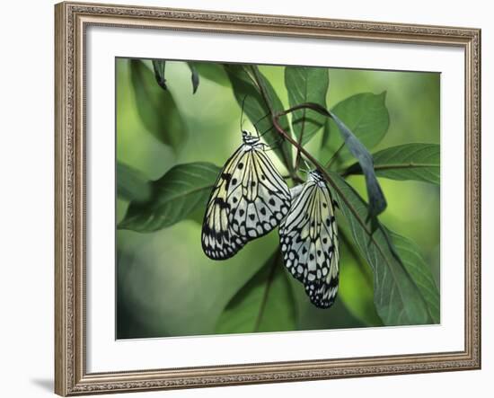 Japanese Kite Butterflies Mating, Florida, USA-Nancy Rotenberg-Framed Photographic Print