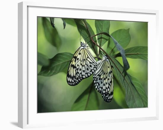 Japanese Kite Butterflies Mating, Florida, USA-Nancy Rotenberg-Framed Photographic Print