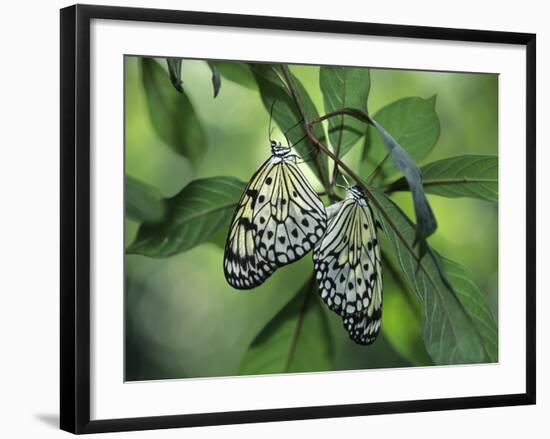Japanese Kite Butterflies Mating, Florida, USA-Nancy Rotenberg-Framed Photographic Print