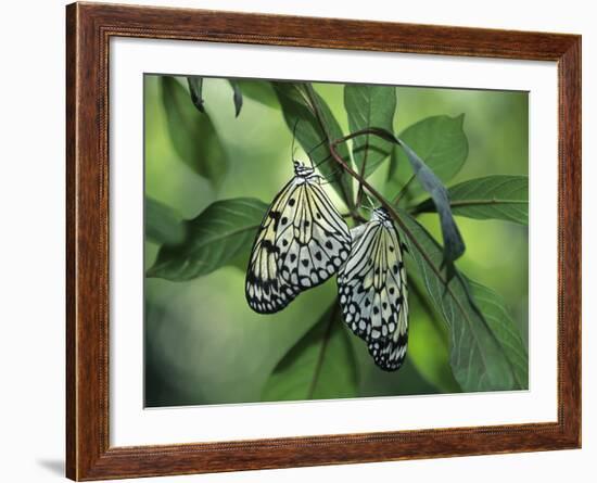 Japanese Kite Butterflies Mating, Florida, USA-Nancy Rotenberg-Framed Photographic Print