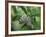 Japanese Kite Butterflies Mating, Florida, USA-Nancy Rotenberg-Framed Photographic Print