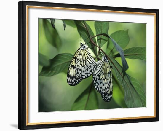 Japanese Kite Butterflies Mating, Florida, USA-Nancy Rotenberg-Framed Photographic Print