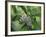 Japanese Kite Butterflies Mating, Florida, USA-Nancy Rotenberg-Framed Photographic Print