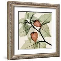 Japanese Lantern-Steven N^ Meyers-Framed Art Print