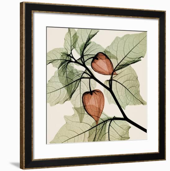 Japanese Lantern-Steven N^ Meyers-Framed Art Print