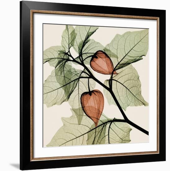 Japanese Lantern-Steven N^ Meyers-Framed Art Print