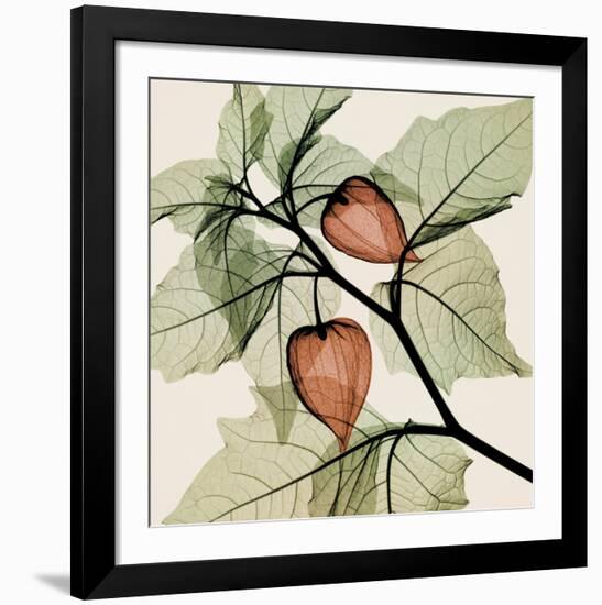 Japanese Lantern-Steven N^ Meyers-Framed Art Print