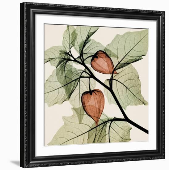 Japanese Lantern-Steven N^ Meyers-Framed Art Print