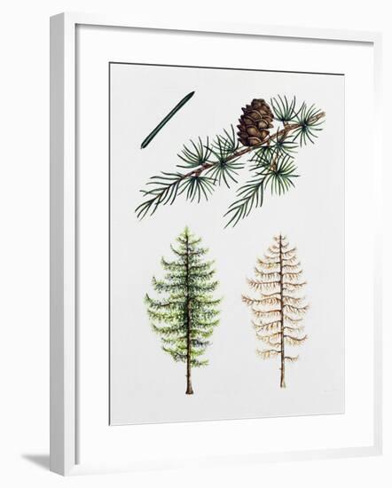 Japanese Larch (Larix Kaempferi), Pinaceae, Tree in Summer, Tree in Autumn, Leaves and Fruit-null-Framed Giclee Print