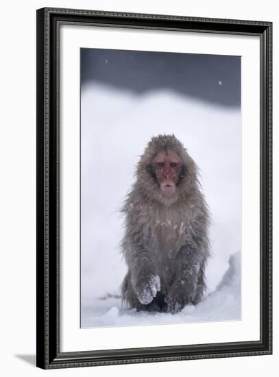 Japanese Macaque in Snow-DLILLC-Framed Photographic Print