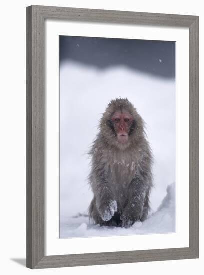 Japanese Macaque in Snow-DLILLC-Framed Photographic Print