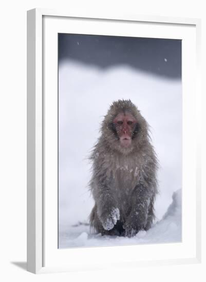 Japanese Macaque in Snow-DLILLC-Framed Photographic Print