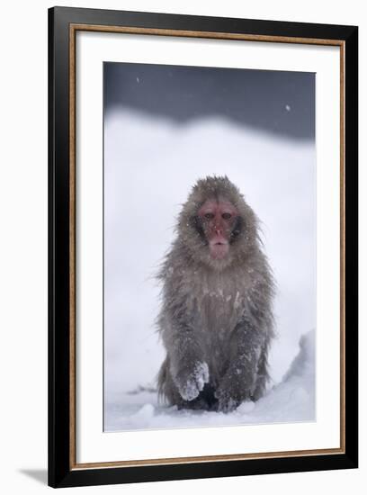 Japanese Macaque in Snow-DLILLC-Framed Photographic Print