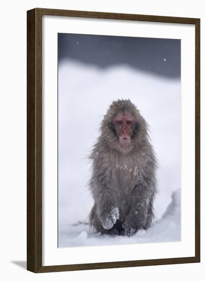 Japanese Macaque in Snow-DLILLC-Framed Photographic Print