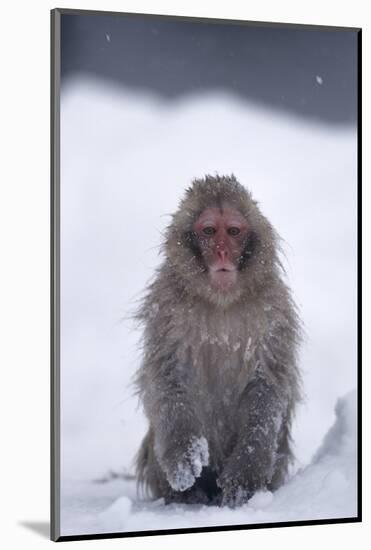 Japanese Macaque in Snow-DLILLC-Mounted Photographic Print