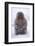 Japanese Macaque in Snow-DLILLC-Framed Photographic Print