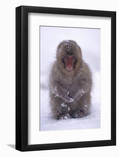 Japanese Macaque in Snow-DLILLC-Framed Photographic Print