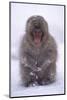 Japanese Macaque in Snow-DLILLC-Mounted Photographic Print