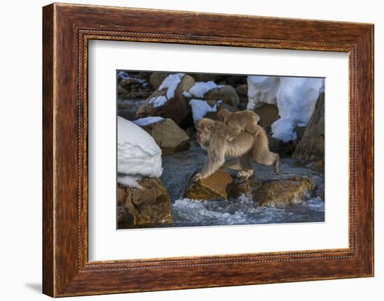 Japanese Macaque, Japanese Alps, Honshu Island, Japan-Art Wolfe-Framed Photographic Print