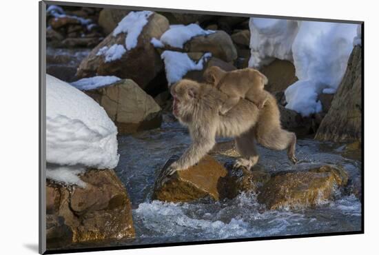 Japanese Macaque, Japanese Alps, Honshu Island, Japan-Art Wolfe-Mounted Photographic Print