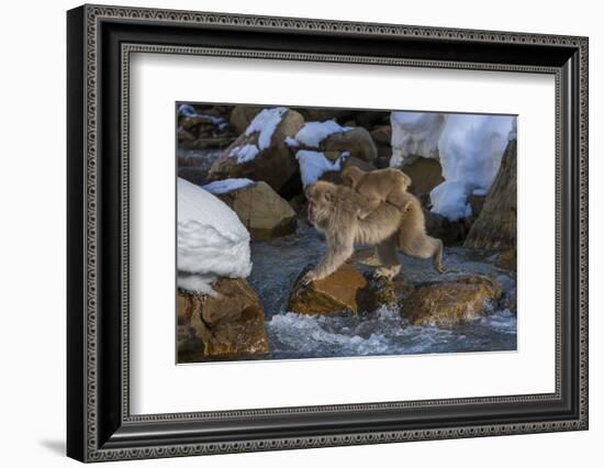 Japanese Macaque, Japanese Alps, Honshu Island, Japan-Art Wolfe-Framed Photographic Print