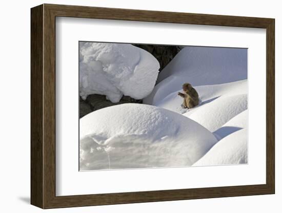 Japanese Macaque (Macaca Fuscata) Adult Chewing on Stick in Snow, Jigokudani, Japan-Diane McAllister-Framed Photographic Print