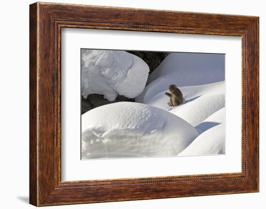 Japanese Macaque (Macaca Fuscata) Adult Chewing on Stick in Snow, Jigokudani, Japan-Diane McAllister-Framed Photographic Print