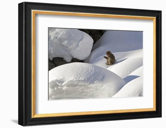 Japanese Macaque (Macaca Fuscata) Adult Chewing on Stick in Snow, Jigokudani, Japan-Diane McAllister-Framed Photographic Print