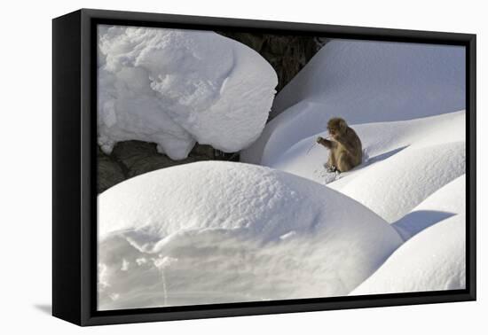 Japanese Macaque (Macaca Fuscata) Adult Chewing on Stick in Snow, Jigokudani, Japan-Diane McAllister-Framed Premier Image Canvas