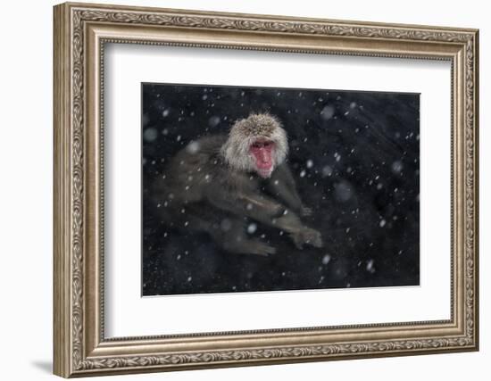 Japanese Macaque (Macaca Fuscata) Adult In The Hot Springs Of Jigokudani, In The Snow, Japan-Diane McAllister-Framed Photographic Print