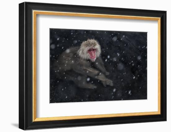 Japanese Macaque (Macaca Fuscata) Adult In The Hot Springs Of Jigokudani, In The Snow, Japan-Diane McAllister-Framed Photographic Print