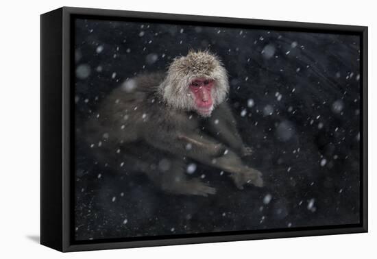 Japanese Macaque (Macaca Fuscata) Adult In The Hot Springs Of Jigokudani, In The Snow, Japan-Diane McAllister-Framed Premier Image Canvas