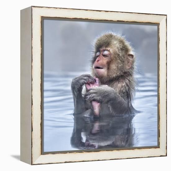 Japanese Macaque (Macaca Fuscata) Baby Enjoying A Relaxing Moment In The Hot Spring In Jigokudani-Diane McAllister-Framed Premier Image Canvas