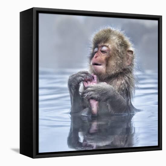 Japanese Macaque (Macaca Fuscata) Baby Enjoying A Relaxing Moment In The Hot Spring In Jigokudani-Diane McAllister-Framed Premier Image Canvas