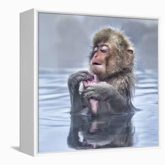 Japanese Macaque (Macaca Fuscata) Baby Enjoying A Relaxing Moment In The Hot Spring In Jigokudani-Diane McAllister-Framed Premier Image Canvas