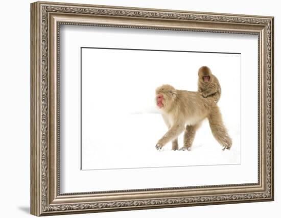 Japanese Macaque (Macaca Fuscata) Carrying Young on Back Through Snow, Nagano, Japan, February-Danny Green-Framed Photographic Print