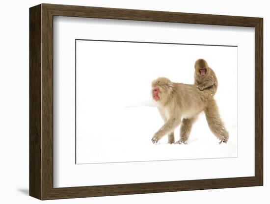 Japanese Macaque (Macaca Fuscata) Carrying Young on Back Through Snow, Nagano, Japan, February-Danny Green-Framed Photographic Print