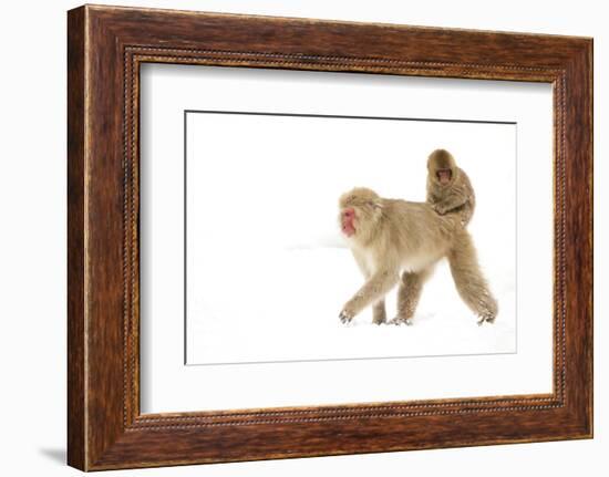 Japanese Macaque (Macaca Fuscata) Carrying Young on Back Through Snow, Nagano, Japan, February-Danny Green-Framed Photographic Print