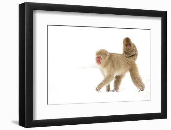 Japanese Macaque (Macaca Fuscata) Carrying Young on Back Through Snow, Nagano, Japan, February-Danny Green-Framed Photographic Print