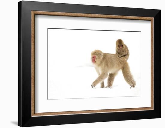 Japanese Macaque (Macaca Fuscata) Carrying Young on Back Through Snow, Nagano, Japan, February-Danny Green-Framed Photographic Print