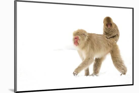 Japanese Macaque (Macaca Fuscata) Carrying Young on Back Through Snow, Nagano, Japan, February-Danny Green-Mounted Photographic Print