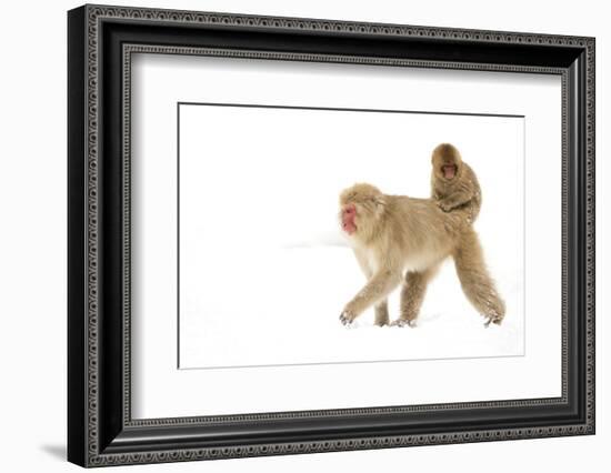 Japanese Macaque (Macaca Fuscata) Carrying Young on Back Through Snow, Nagano, Japan, February-Danny Green-Framed Photographic Print