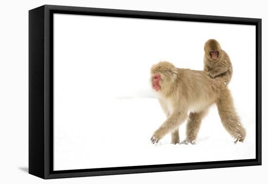 Japanese Macaque (Macaca Fuscata) Carrying Young on Back Through Snow, Nagano, Japan, February-Danny Green-Framed Premier Image Canvas