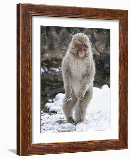 Japanese Macaque (Macaca Fuscata) Female Standing On Hind Legs In Snow, Jigokudani, Japan. February-Diane McAllister-Framed Photographic Print