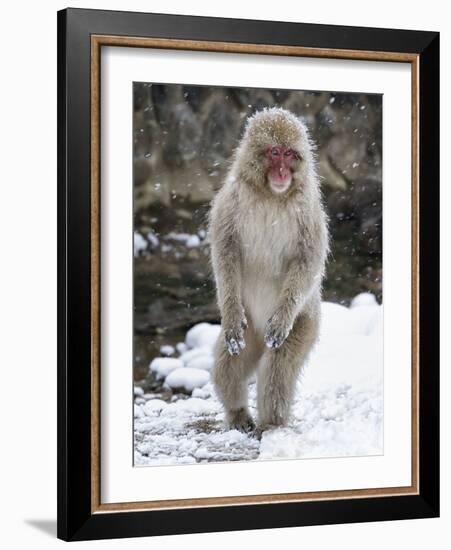 Japanese Macaque (Macaca Fuscata) Female Standing On Hind Legs In Snow, Jigokudani, Japan. February-Diane McAllister-Framed Photographic Print